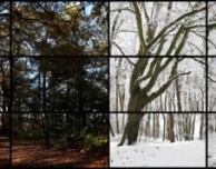 David Hockney dipinge una primavera di 52 quadri utilizzando l’iPad