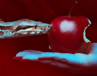 Segretezza in Apple: i dipendenti fanno il punto della situazione