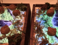 In un ristorante di San Francisco il cibo si serve sugli iPad